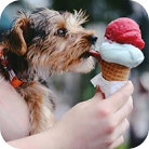 dog eats ice cream